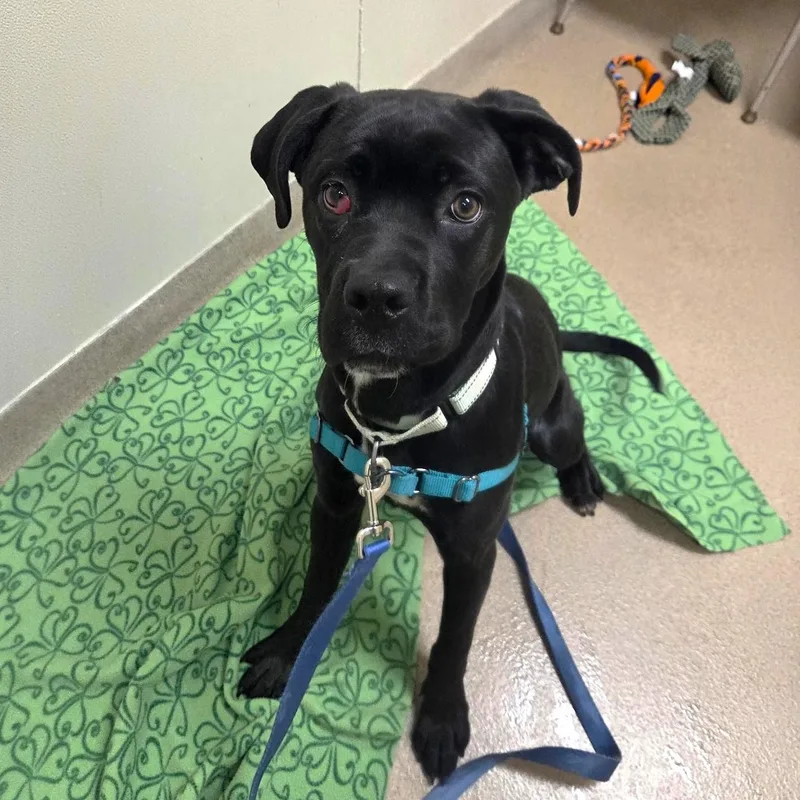 Jolenea Gentle  Loving thumbnail 5