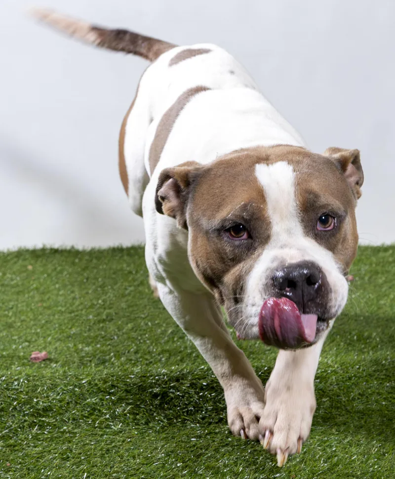 An adult medium-sized male Pit Bull Terrier dog named Smiley for adoption in Harvey , LA