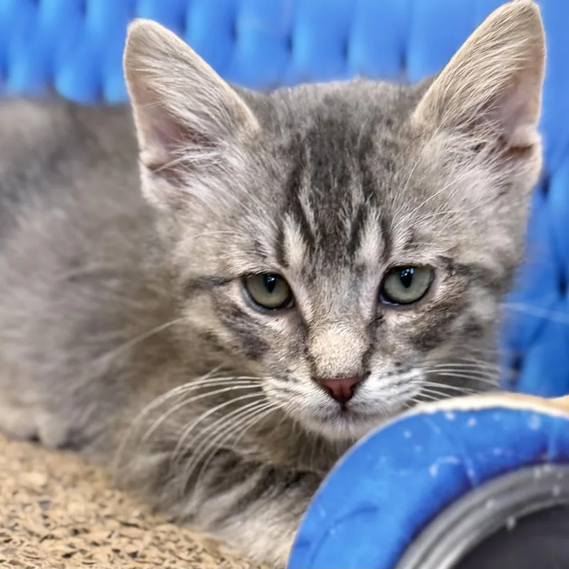 A baby medium-sized male Tabby (Gray / Blue / Silver) Domestic Short Hair cat named Baby Grey for adoption in Mount Rainier, MD