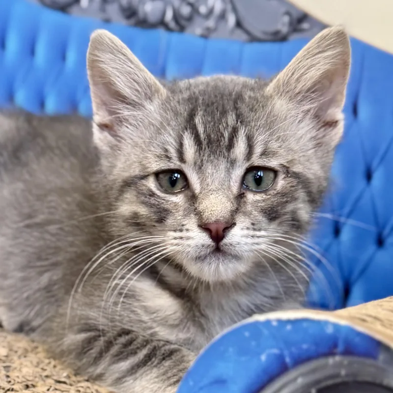 Baby Grey thumbnail 2