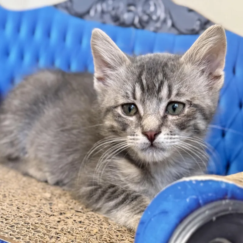 Baby Grey thumbnail 3