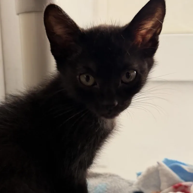 A baby small-sized male Domestic Short Hair cat named Max Marx for adoption in Los Angeles, CA