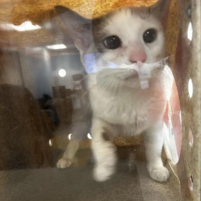 An adult medium-sized female Buff / Tan / Fawn Domestic Short Hair cat named Destiny for adoption in Philadelphia, PA