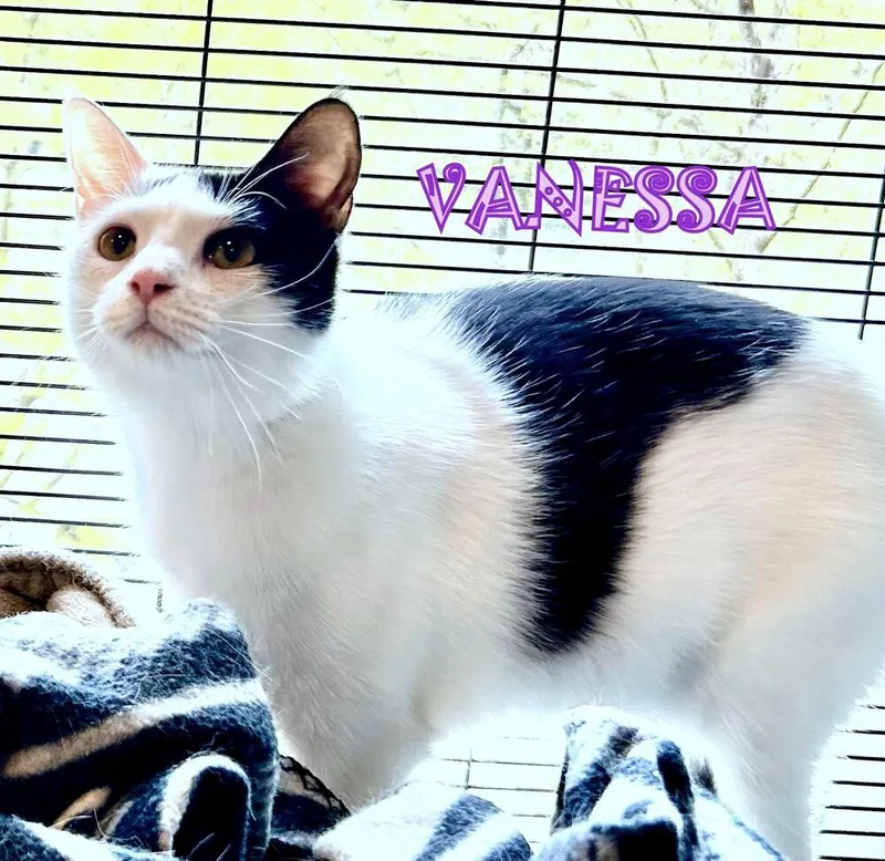 Vannessa thumbnail 4