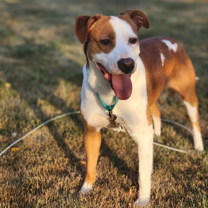 An adult medium-sized male Brown / Chocolate Terrier dog named Rockie for adoption in Racine, WI