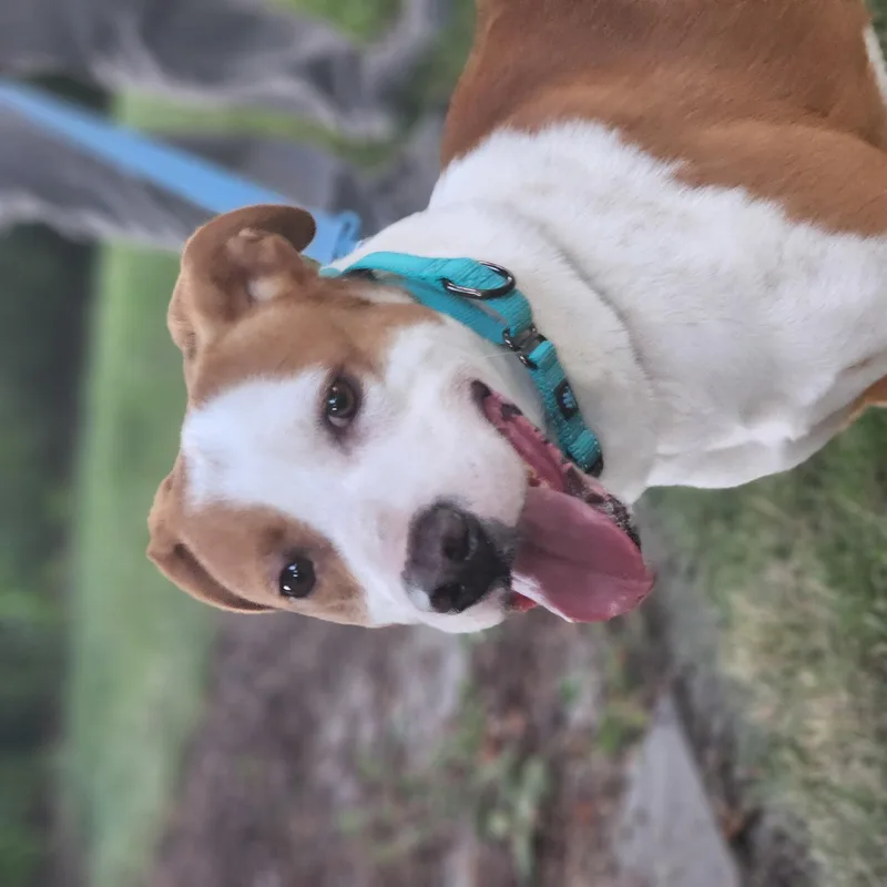 Rockie thumbnail 6