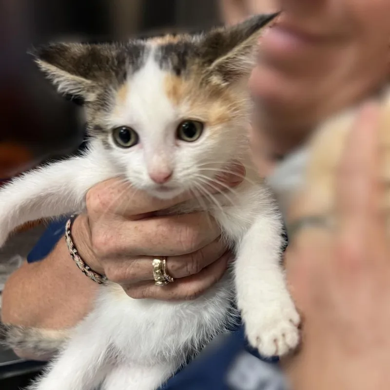 A baby small-sized female Calico Domestic Short Hair cat named Liberty for adoption in Tacoma, WA