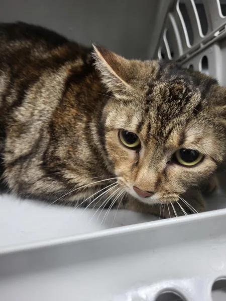 An adult large-sized female Domestic Short Hair cat named Pen d Liccy for adoption in Lawrenceville, GA