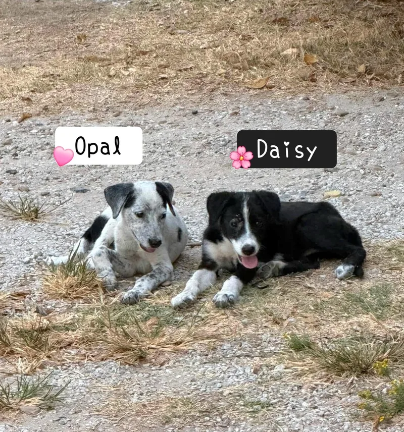 A baby medium-sized female Border Collie dog named Daisy for adoption in Plano, TX
