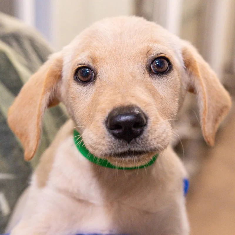 A baby medium-sized female Yellow / Tan / Blond / Fawn Mixed Breed dog named Banana Split Avail by for adoption in Kennebunk, ME