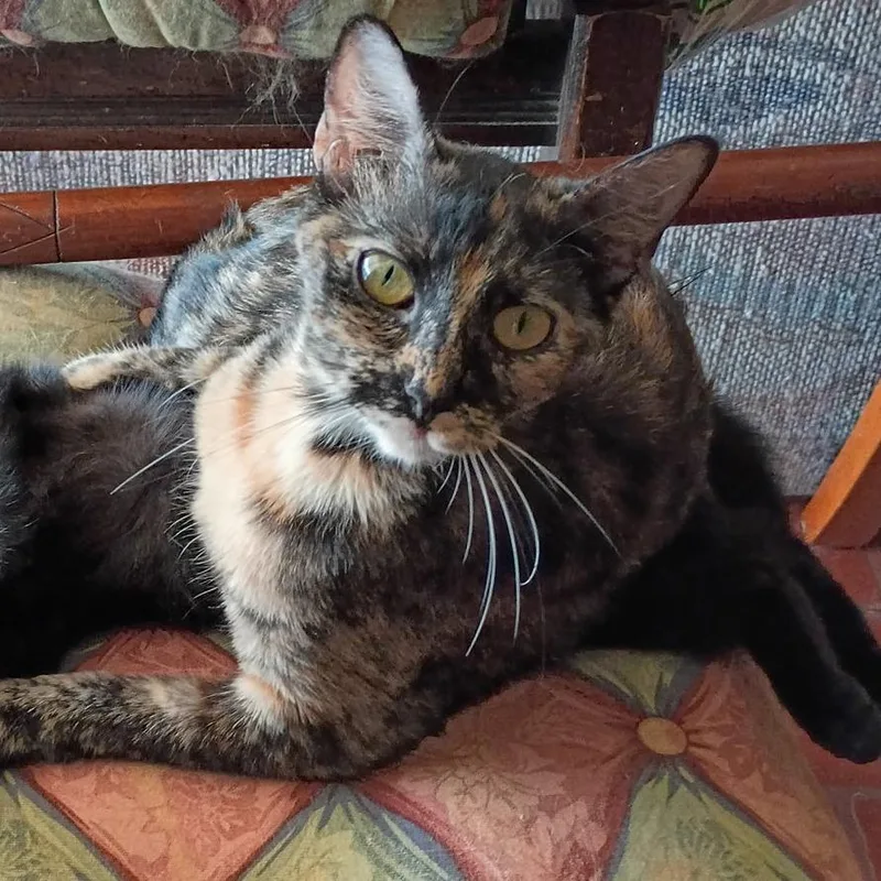 A young medium-sized female Tortoiseshell Domestic Short Hair cat named Smokey for adoption in Bedford, NH