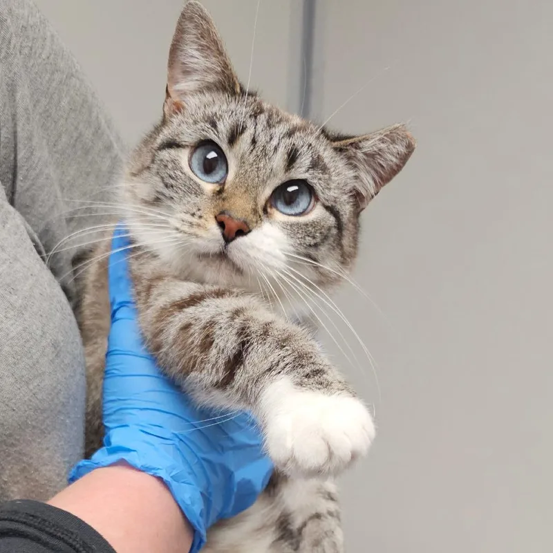 An adult medium-sized female Buff / Tan / Fawn Domestic Short Hair cat named Snowball for adoption in Concord, NC