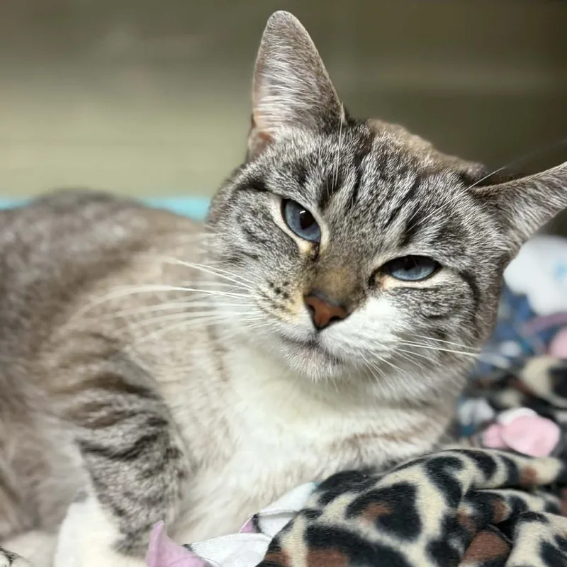 Snowball thumbnail 2