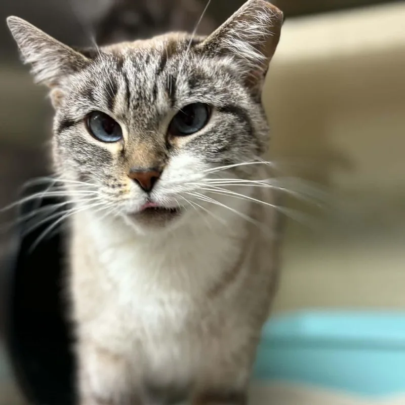 Snowball thumbnail 3