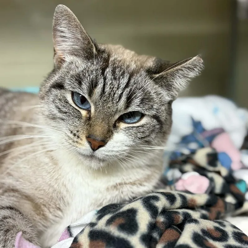 Snowball thumbnail 4