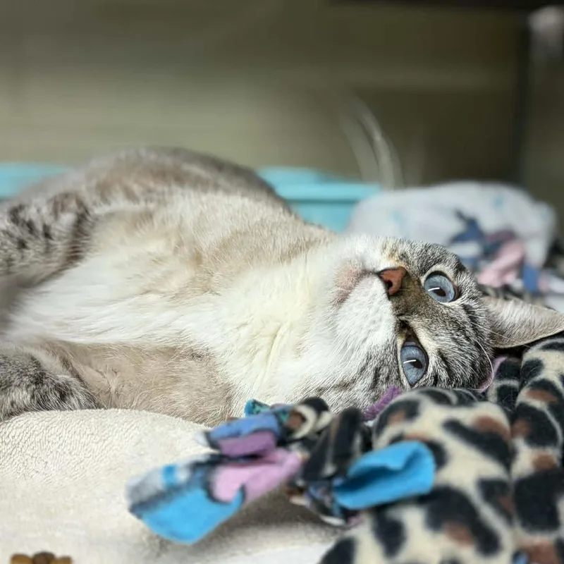 Snowball thumbnail 6