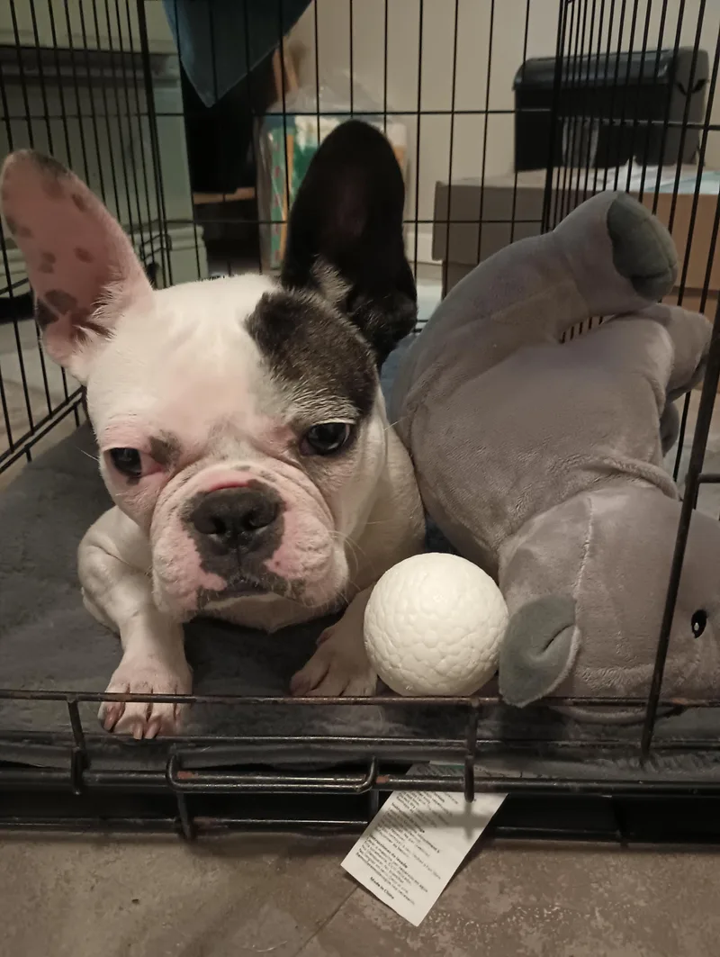 An adult medium-sized female Boston Terrier dog named Jolene for adoption in Van Vleck, TX