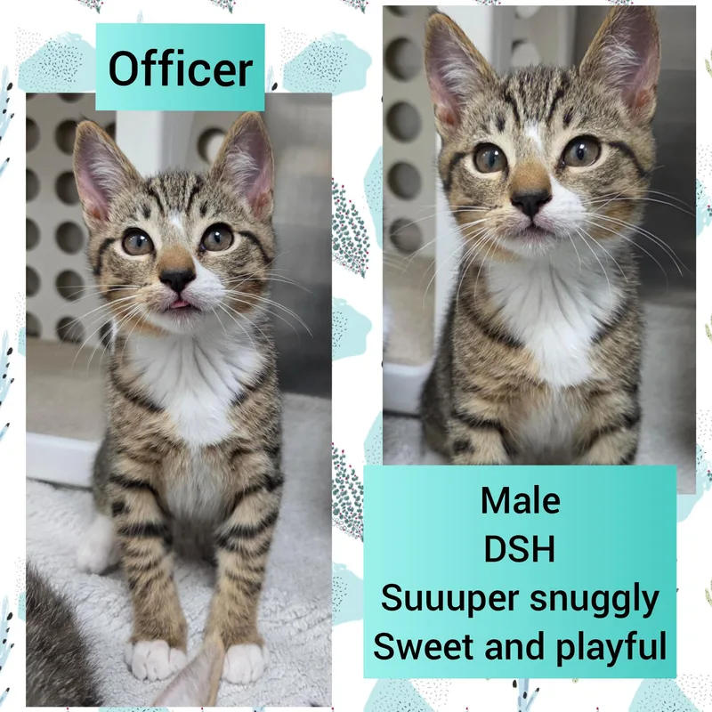 A baby medium-sized male Tabby (Brown / Chocolate) Domestic Short Hair cat named Officer for adoption in Beaverton, OR