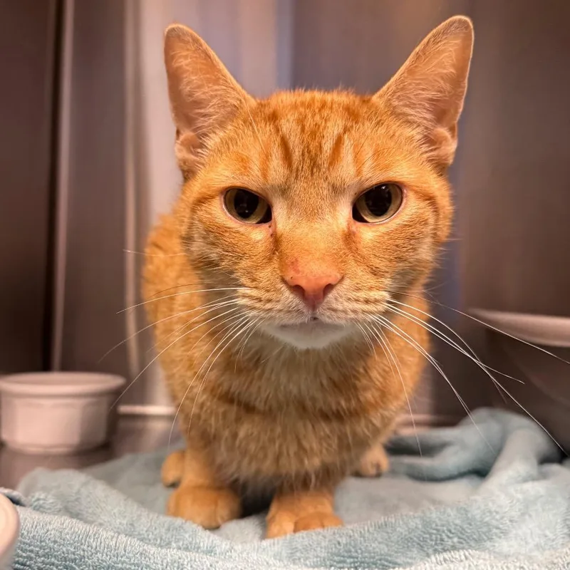 An adult medium-sized male Orange / Red Domestic Short Hair cat named Thomas the Train for adoption in Easton, PA