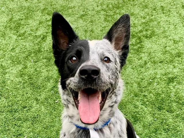 A young medium-sized male Black Australian Cattle Dog / Blue Heeler named SAVE ME PLEASE Justo for adoption in San Marcos, CA