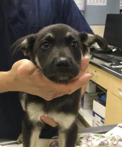 A baby small-sized male German Shepherd Dog dog named Bamm Bamm for adoption in Riverside, CA