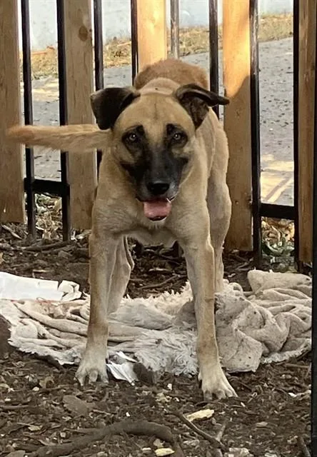 An adult small-sized male German Shepherd Dog dog named Oliver for adoption in Dallas, TX