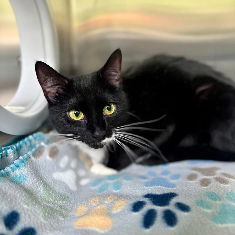 A young medium-sized female Black Domestic Short Hair cat named Sox for adoption in New Fairfield, CT