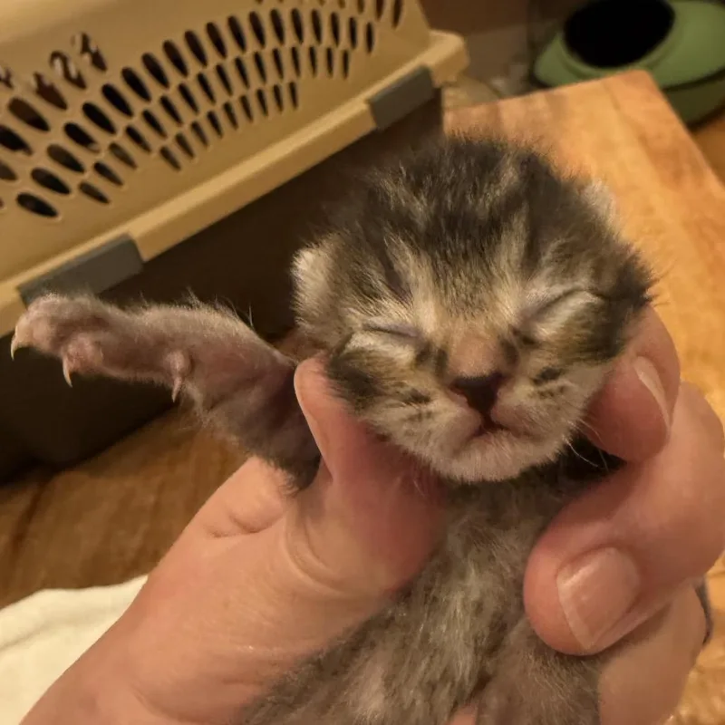 A baby small-sized male Brown / Chocolate Domestic Short Hair cat named Hopper for adoption in Tustin, CA