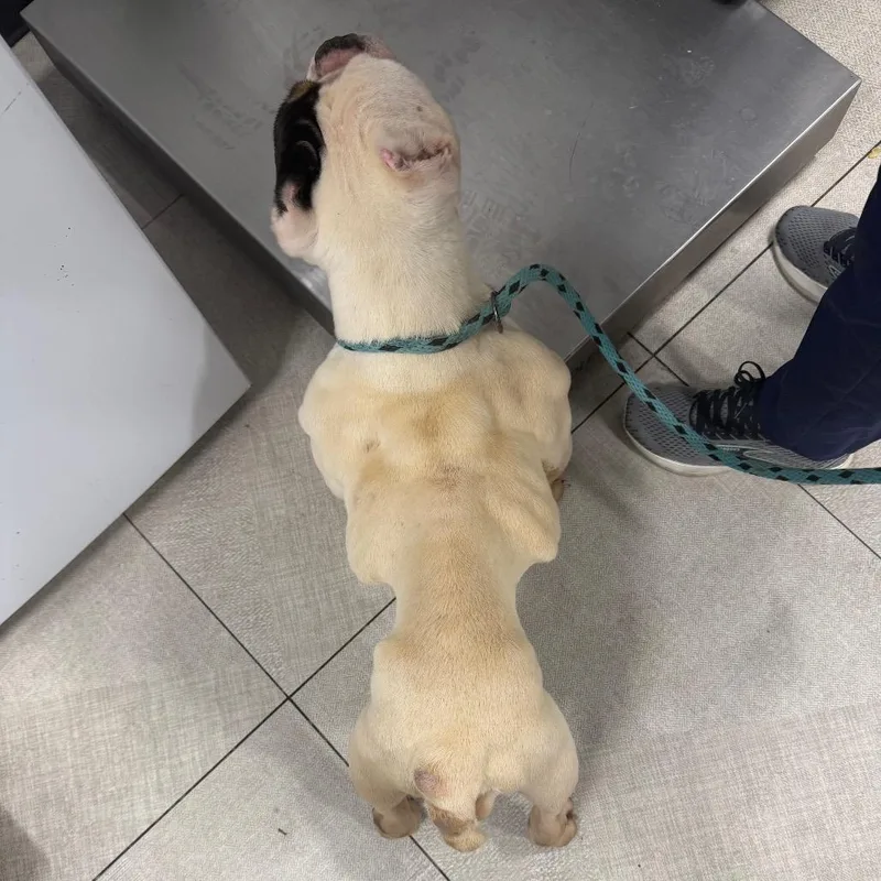 A senior medium-sized male White / Cream Mixed Breed dog named Larry for adoption in Newark, NJ