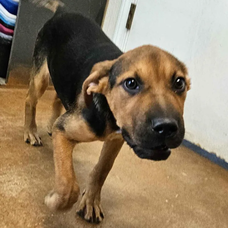 A baby medium-sized female Brown / Chocolate Bloodhound dog named Green Bean Casserole for adoption in Clarksville, AR