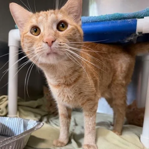 An adult medium-sized female Domestic Short Hair cat named Jackie for adoption in Cumming, GA