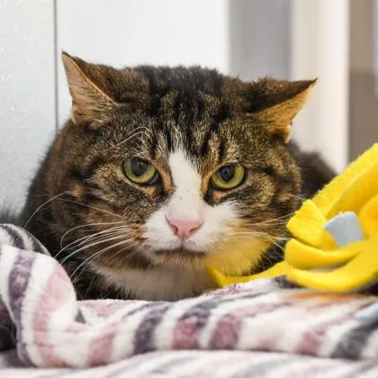 Marble Rye thumbnail 2