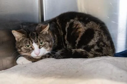 Marble Rye thumbnail 3