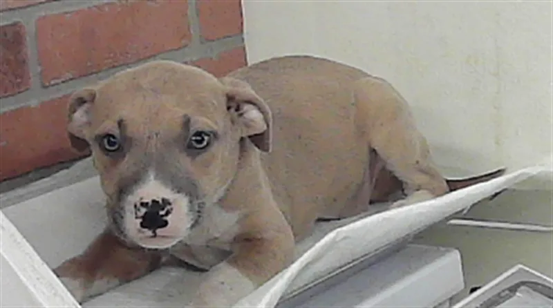 A baby small-sized female Staffordshire Bull Terrier dog named Tiana for adoption in Houston, TX