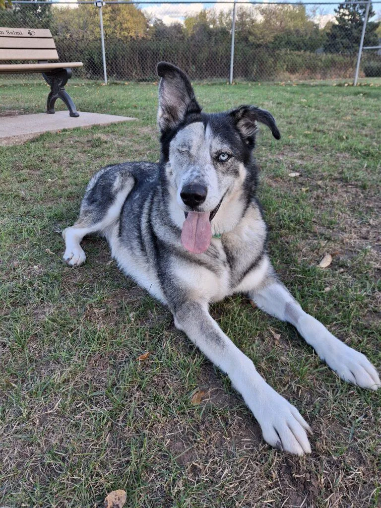 A senior medium-sized female Husky dog named Suki for adoption in Ironwood, MI