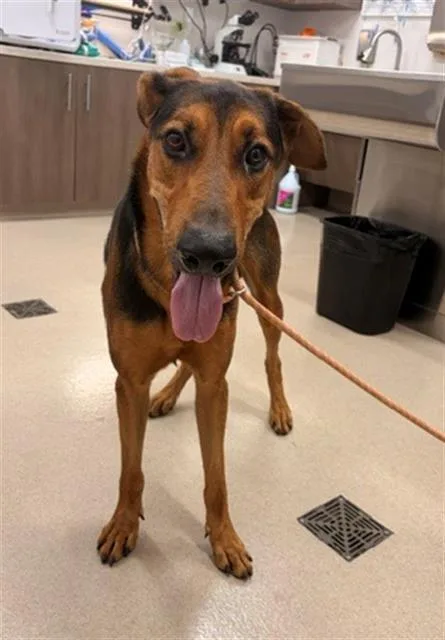 A young large-sized male German Shepherd Dog dog named Mord for adoption in Baytown, TX