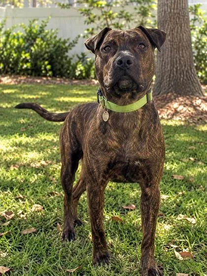 An adult large-sized male Mixed Breed dog named Grover for adoption in Savannah, GA