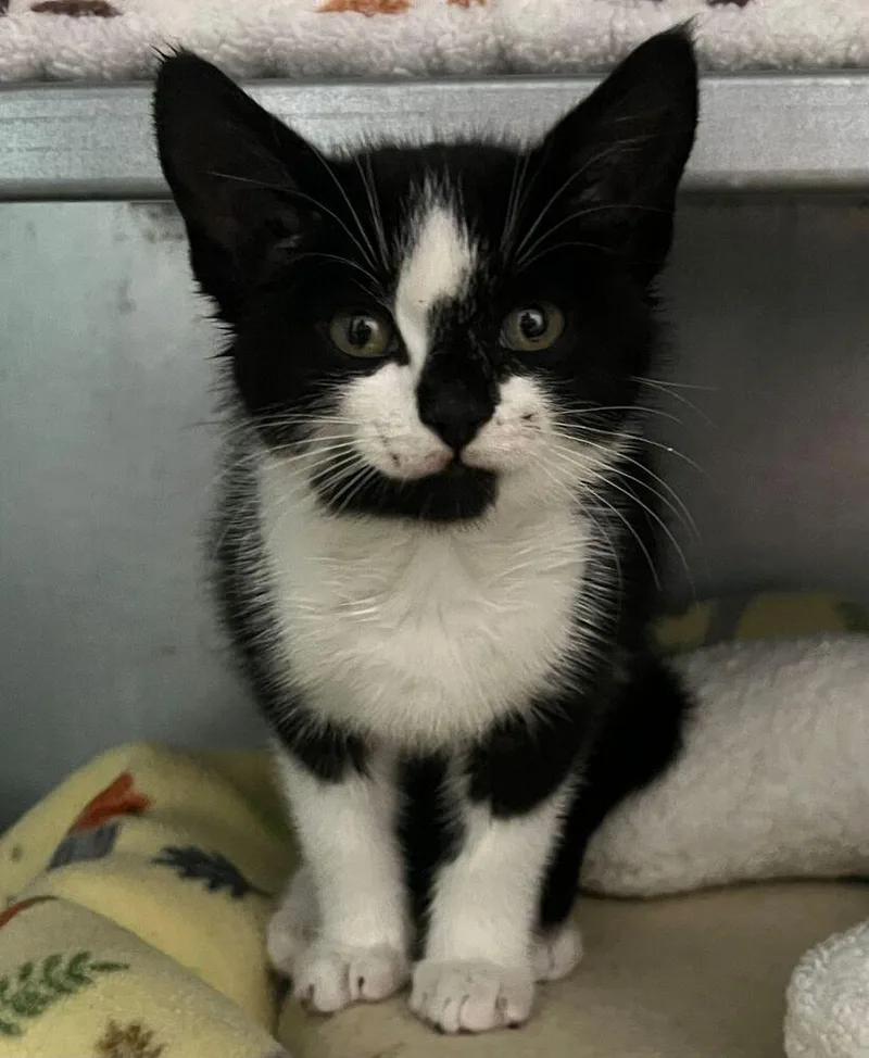 A baby small-sized male Black & White / Tuxedo Domestic Short Hair cat named Bolt for adoption in McPherson, KS