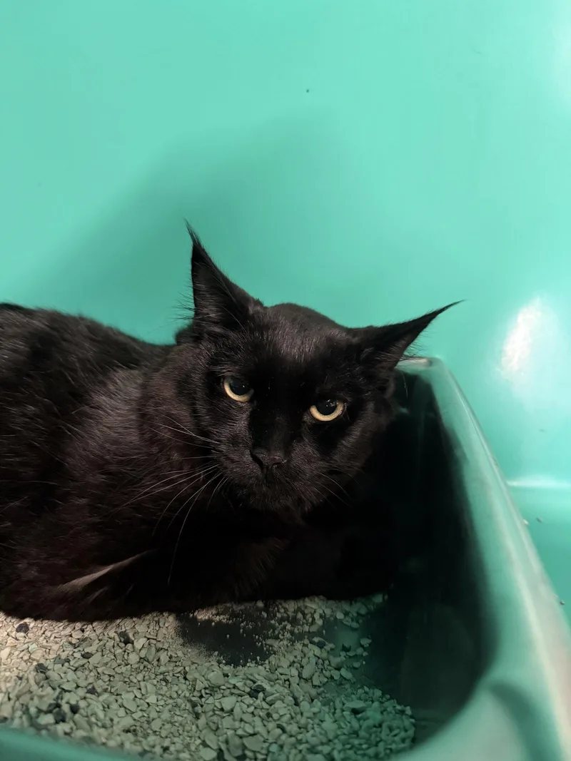 A young medium-sized male Domestic Medium Hair cat named Apolo mo for adoption in Sterling, MA