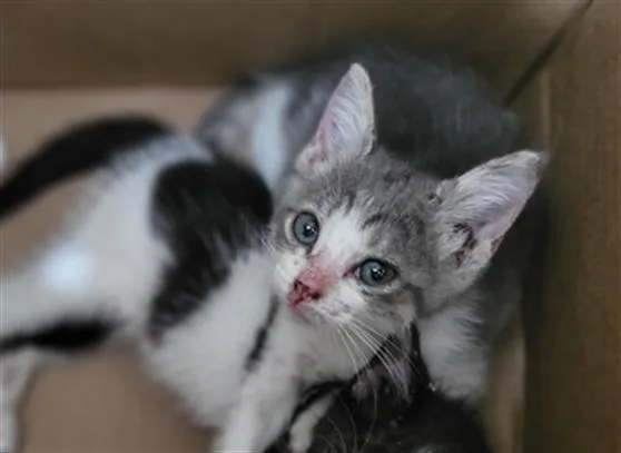 A baby medium-sized female Domestic Medium Hair cat named Potato for adoption in Dallas, TX