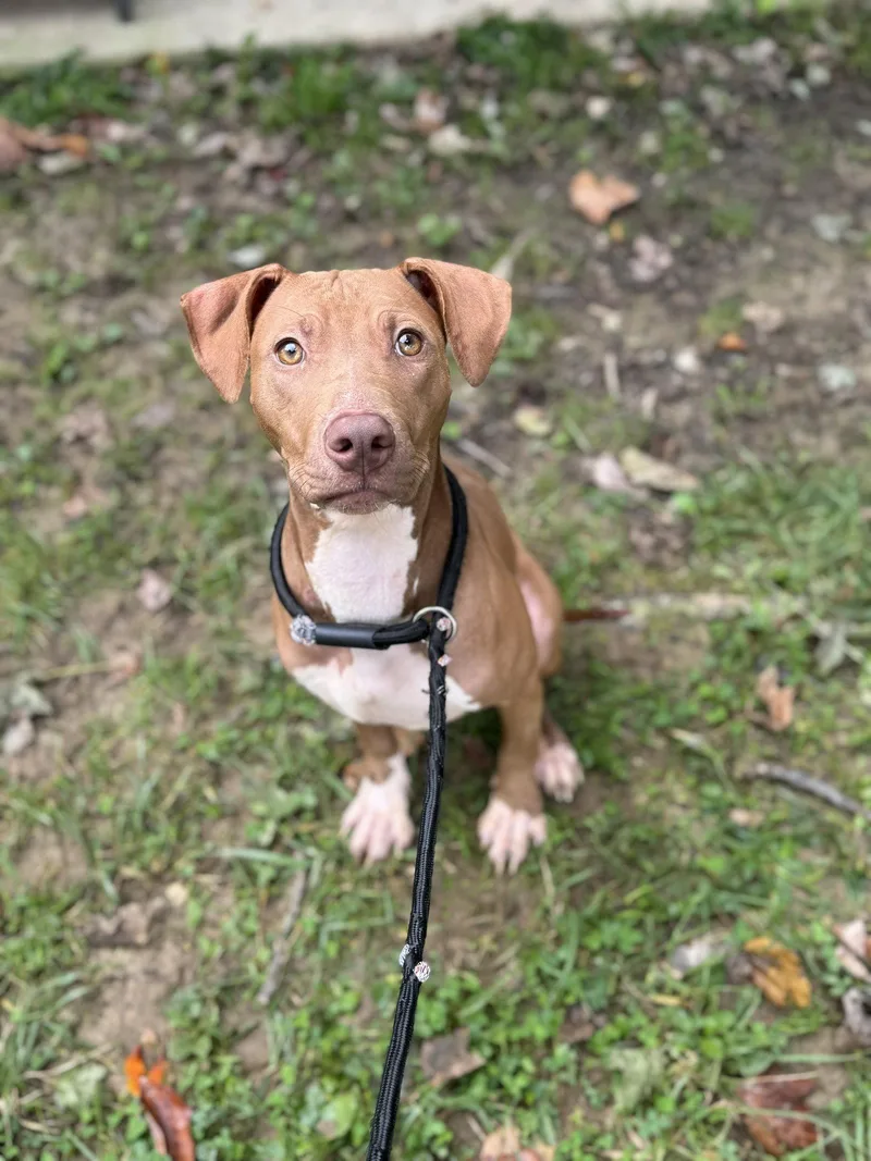 A baby medium-sized male Bull Terrier dog named Horton for adoption in Lancaster, PA