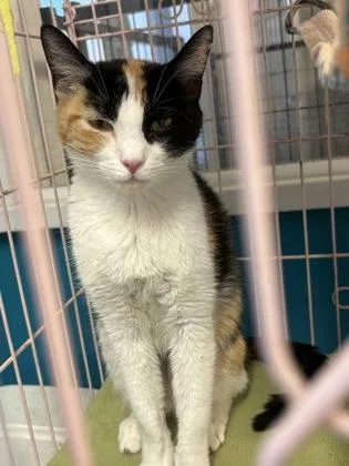 An adult small-sized female Calico Domestic Short Hair cat named Imogen for adoption in Plano, TX