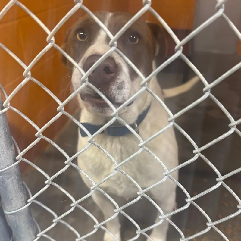 A baby medium-sized male White / Cream Pit Bull Terrier dog named Jake for adoption in Shinnston, WV