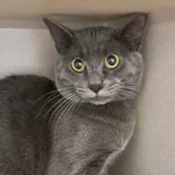 A young small-sized male Domestic Short Hair cat named Sterling for adoption in Burlington, WA