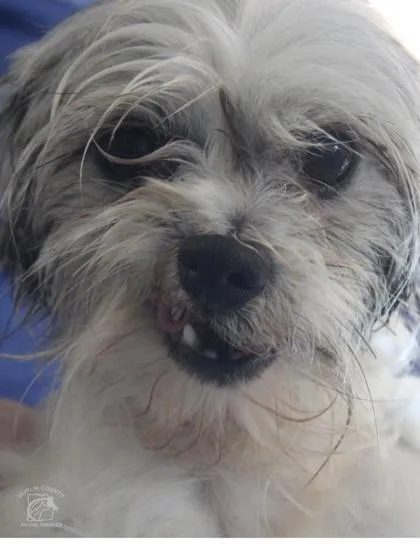 A young small-sized female Mixed Breed dog named Brookie for adoption in Kenansville, NC
