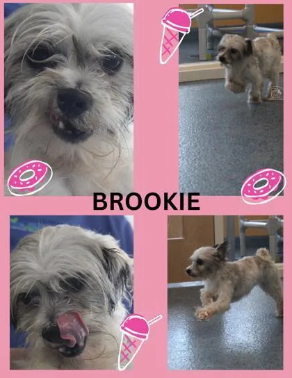 Brookie thumbnail 2