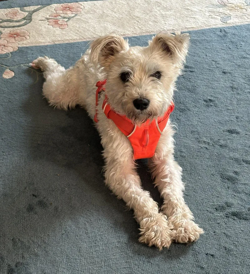 A young small-sized male Schnauzer dog named Almondin Va for adoption in Lenoir, NC