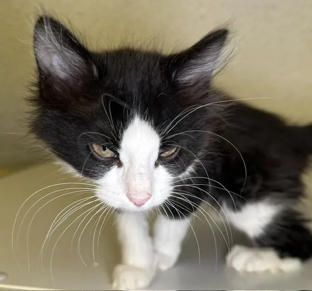 A baby medium-sized male Black & White / Tuxedo Tuxedo cat named Bud  Fun Little for adoption in Hoquiam, WA