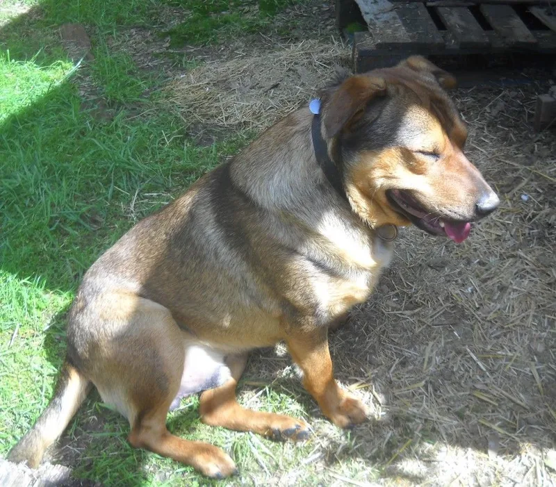 An adult large-sized male Brown / Chocolate German Shepherd Dog dog named "daddy"  German Shep for adoption in Oakhurst, CA