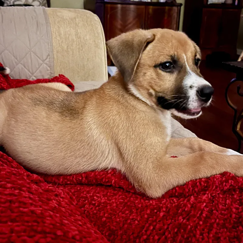 A baby medium-sized female Tricolor (Brown, Black, & White) German Shepherd Dog dog named Mallory for adoption in Cordova, TN